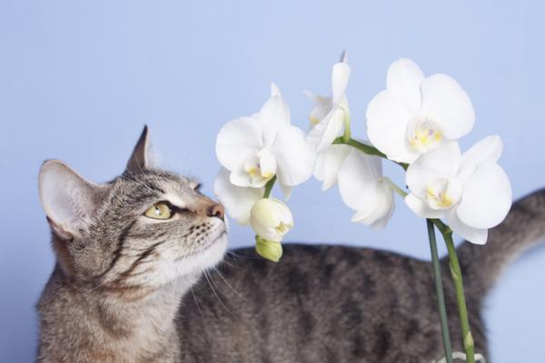 Dobre i bezpieczne rośliny dla kotów - Orchidea, jedna z najpopularniejszych roślin 