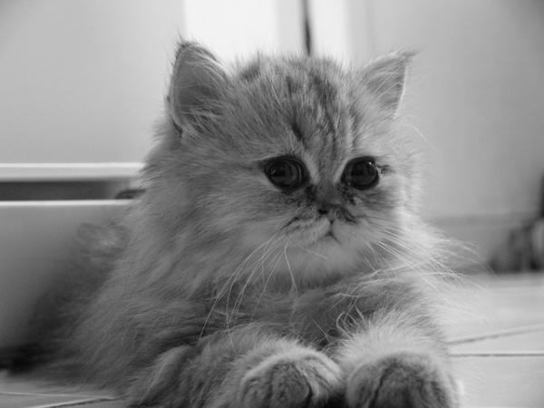 Pielęgnacja sierści kota perskiego - Pokarmy poprawiające sierść