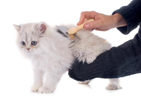 Pielęgnacja sierści kota perskiego - Codzienna pielęgnacja