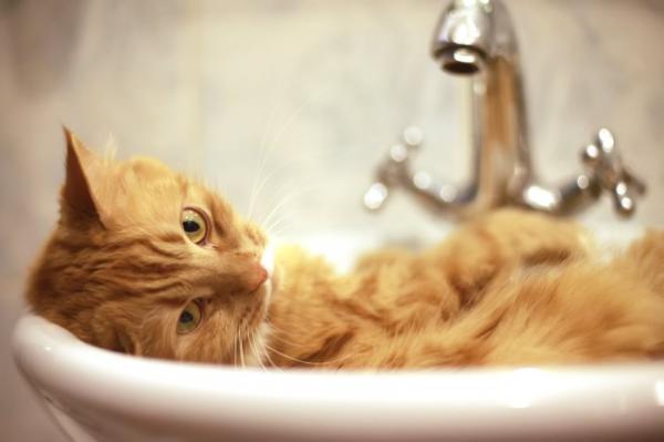 Domowe sposoby na pchły u małych kotów - Kąpiele z ciepłą wodą i mydłem 