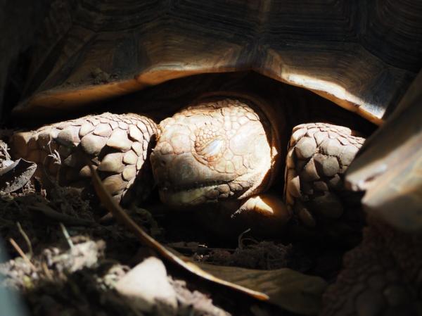 Mój żółw nie je - Przyczyny i co robić - Mój żółw dużo nie je i dużo śpi