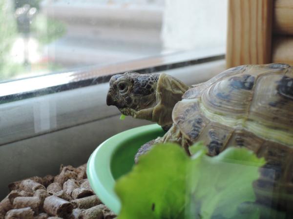 Mój żółw nie je - Przyczyny i co robić - Mój żółw nie chce jeść