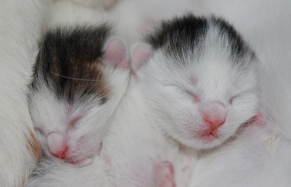 Karmienie kotki w ciąży - Ile jedzenia potrzebuje kotka w ciąży?