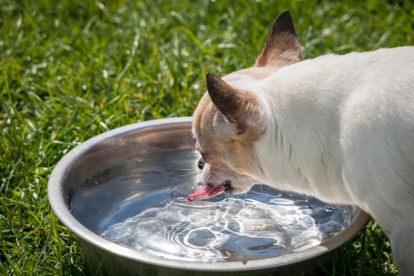 Biegunka smarkowa u psów - przyczyny i leczenie - Leczenie biegunki smarkowej u psów