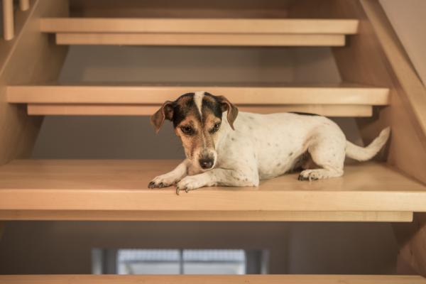 Mój pies boi się schodów – wskazówki do naśladowania