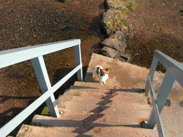 Mój pies boi się schodów – dlaczego psy boją się schodów?