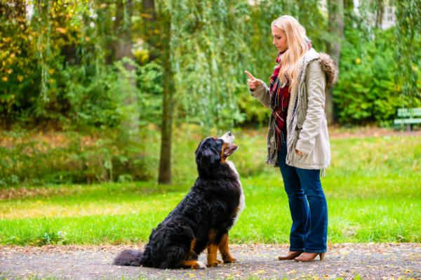 Jak uniemożliwić psu skakanie na ludziach?  - Ćwicz posłuszeństwo, klucz do kontrolowania impulsywności
