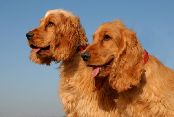 Delikatna dieta dla psów z zaparciami – inne wskazówki dotyczące leczenia zaparć u psów