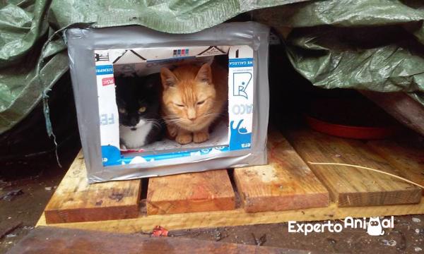 Jak zrobić drewniany domek dla kota?  - Uwagi na temat ręcznie robionych domów dla kotów