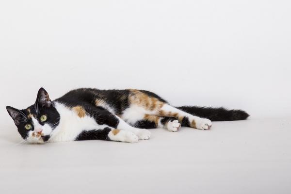 Lęk separacyjny u kota - objawy i leczenie - Jak pomóc kotu przezwyciężyć lęk separacyjny