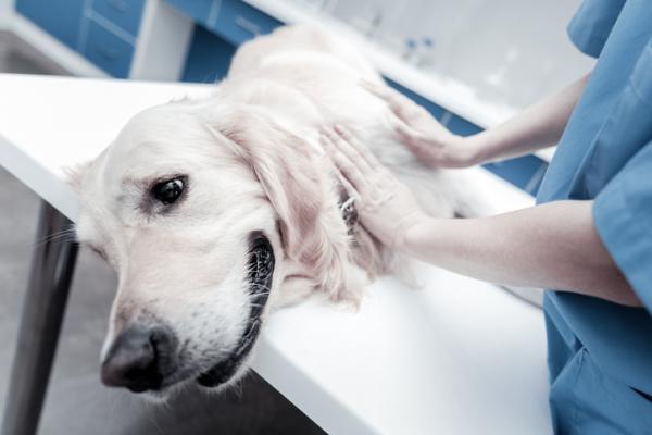 Empacho u psów - Objawy i jak leczyć domowymi sposobami - Jak leczyć empacho psa?
