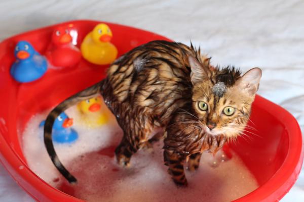 Czy można kąpać nowonarodzone koty?  - Jak kąpać małego kota?