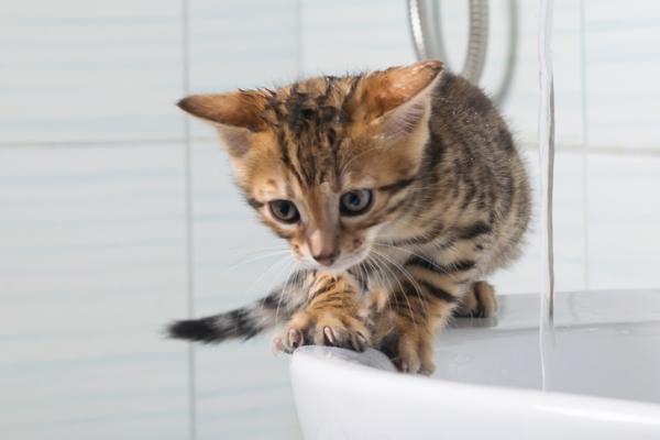 Czy można kąpać nowonarodzone koty?  - W jakim wieku kot może się kąpać?