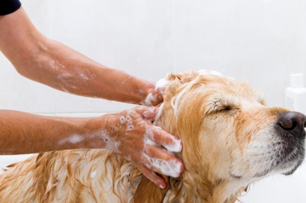 Dlaczego mój pies ma suchą skórę - nadmierne mycie