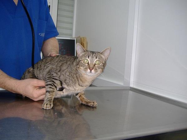 Anoreksja u kotów – przyczyny, objawy i leczenie – diagnoza anoreksji u kotów