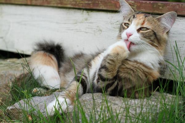 Jak zrobić tłuszcz niedożywionego kota - kule włosowe w żołądku kota