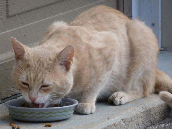 Jak zrobić tłuszcz niedożywionego kota – karma, którą możesz zaoferować niedożywionemu kotu?