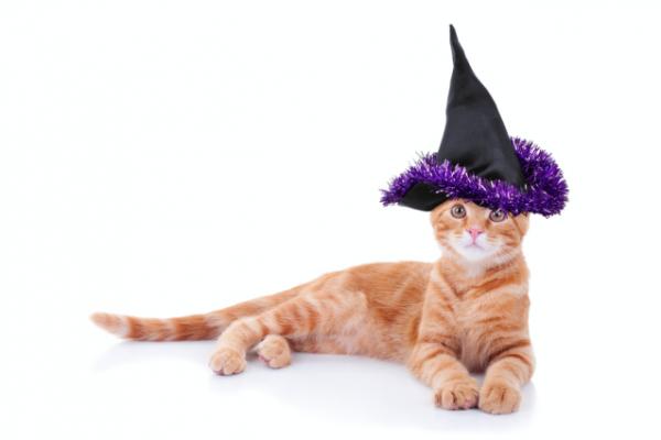 Kostiumy na Halloween dla kotów - Halloween!