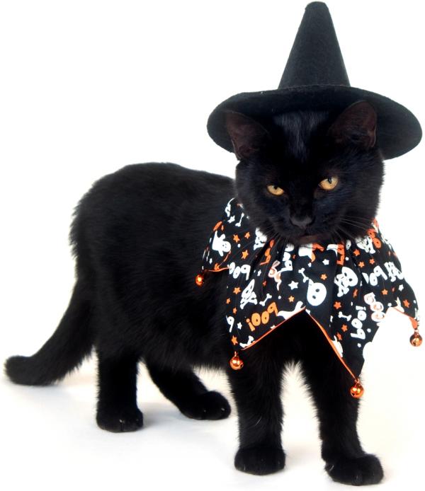 Kostiumy na Halloween dla kotów - czarny kot!