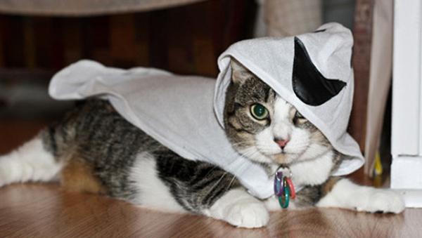 Kostiumy na Halloween dla kotów - strzeż się duchów!
