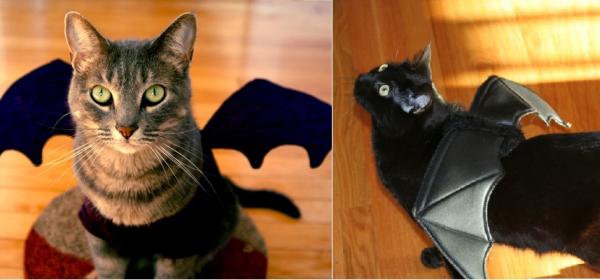 Kostiumy na Halloween dla kotów - Latający kot