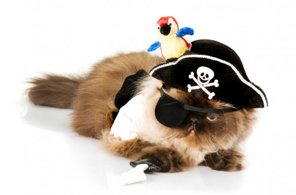 Kostiumy na Halloween dla kotów - Piraci w zasięgu wzroku!