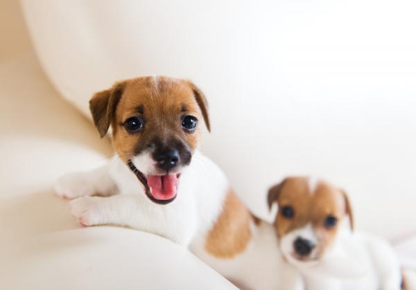 Imiona dla psów rasy Jack Russell terrier - Charakterystyka Jack Russell terriera