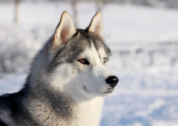 Najpiękniejsze psy świata - 4. Siberian Husky
