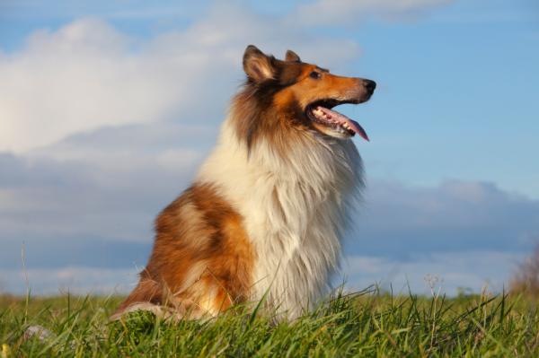 Najpiękniejsze psy świata - 10. Collie długowłosy lub długowłosy