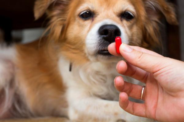 Nieswoiste zapalenie jelit u psów - objawy i leczenie - Leczenie IBD u psów