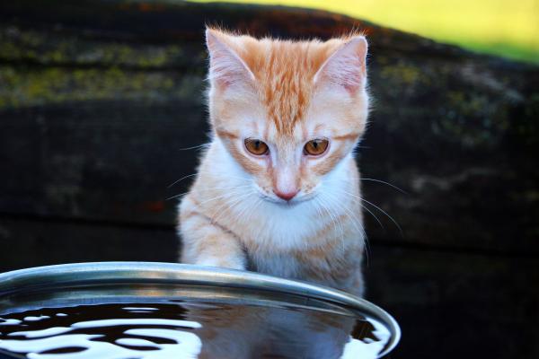 Ile wody kot powinien pić dziennie?  - Od czego zależy pobór wody?