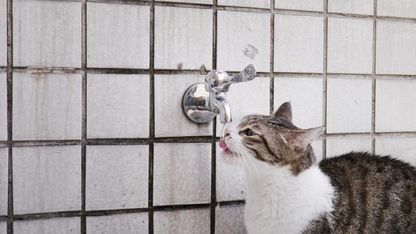 Ile wody kot powinien pić dziennie?  - WSKAZÓWKI, jak nawodnić kota