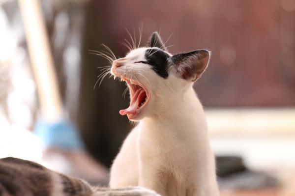 W jakim wieku koty zmieniają zęby mleczne?  - Charakterystyka zębów mlecznych kotów