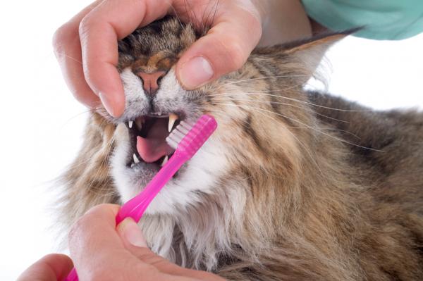W jakim wieku koty zmieniają zęby mleczne?  - Charakterystyka zębów stałych kotów