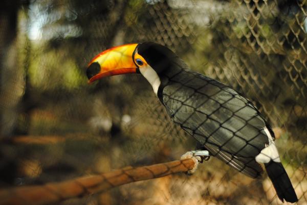 Tukan jako zwierzę domowe - Ogólna opieka nad tukanem