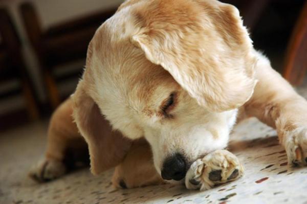 Jak uchronić psa przed lizaniem rany?  - Język pieska i przyczyny lizania