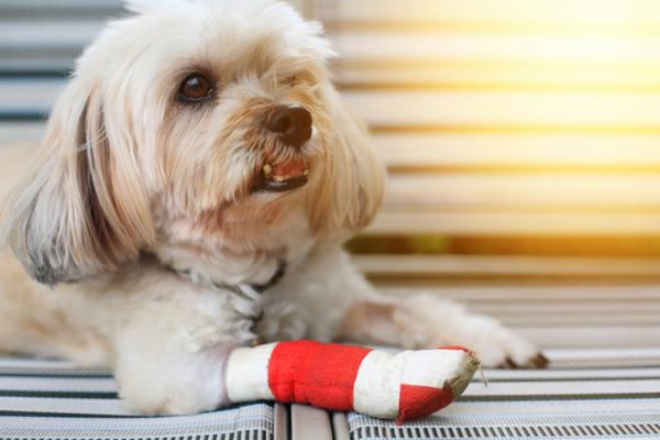 Jak uchronić psa przed lizaniem rany?  - Jak sprawić, by pies nie lizał rany?  - 5 sugestii