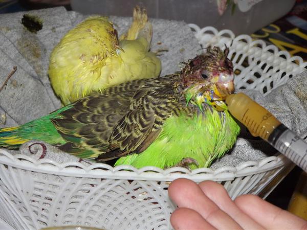 Moja papuga papillero nie chce jeść - Ile papużki potrzebuje papuga?