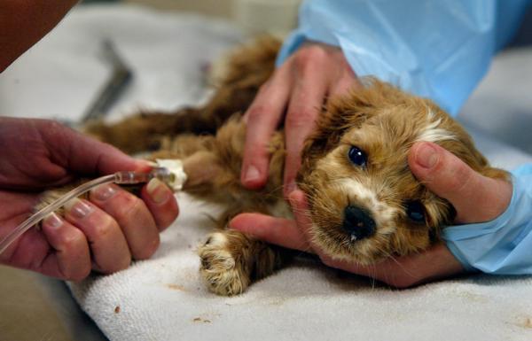 Zapalenie jelit u psów - Objawy i leczenie - Ostre zakaźne zapalenie jelit u psów