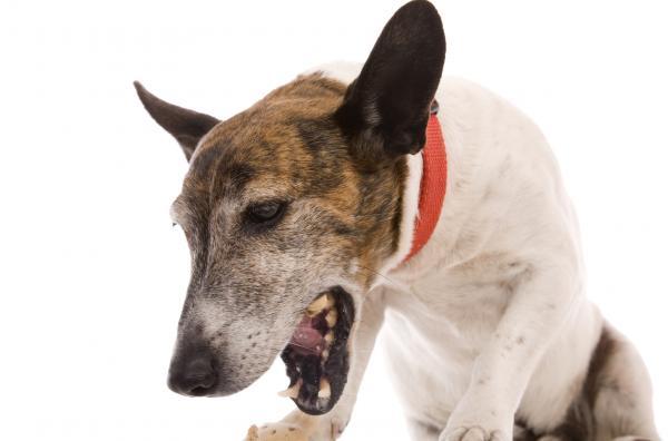 Zapalenie jelit u psów - objawy i leczenie - Limfocytowo-plazmacytarne zapalenie jelit u psów