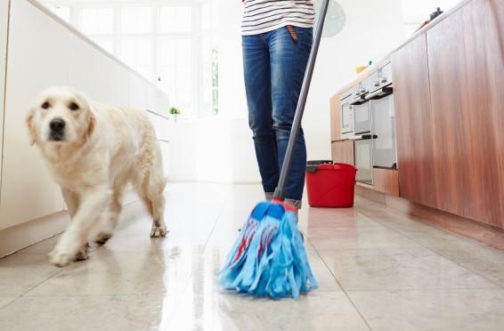 Sztuczki zapobiegające brzydkiemu zapachowi psa - Jak wyeliminować nieprzyjemny zapach psa w domu?