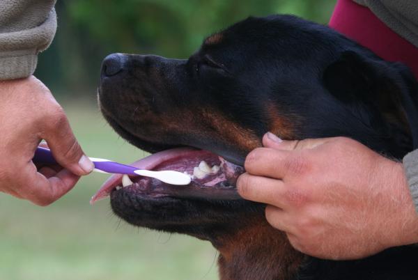 Sztuczki zapobiegające brzydkiemu zapachowi psa - 5. Czyszczenie pyska i uszu