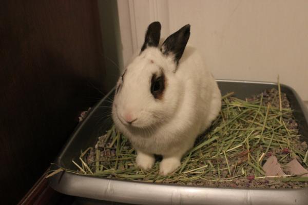 Zaparcia u królików - Objawy i leczenie - Objawy zaparcia u królików