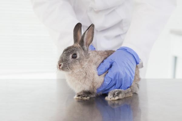 Zaparcia u królików - Objawy i leczenie - Jak leczyć zaparcia u królików: leczenie