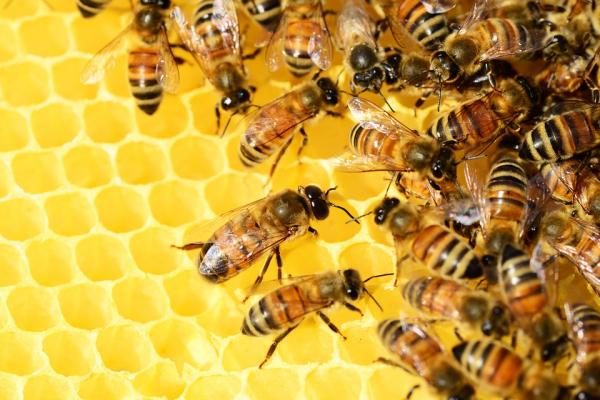 Jak pszczoły się rozmnażają?  - Narodziny pszczół
