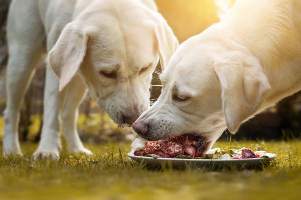 Czy pies jest wszystkożercą czy mięsożercą?  - Co jedzą psy?