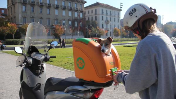 Jak podróżować z psem na motocyklu?  - Akcesoria do przewozu psów na motocyklu