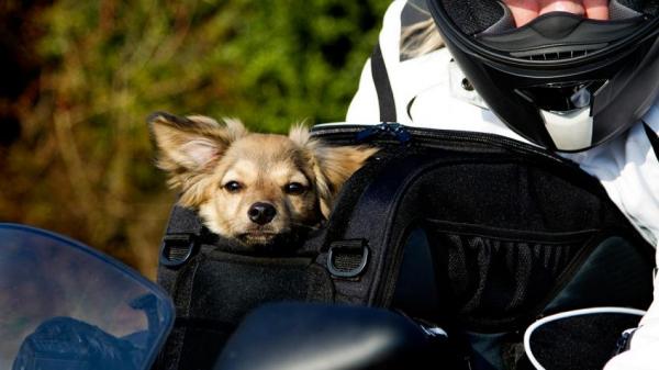 Jak podróżować z psem na motocyklu?  - Dokumenty niezbędne do podróży z psem