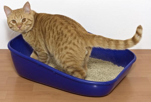 Zaparcia u kotów - Objawy i domowe środki zaradcze - Objawy zaparcia u kotów