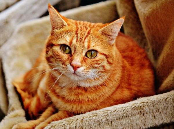 Zaparcia u kotów - objawy i domowe środki zaradcze - zaparcia u kotów